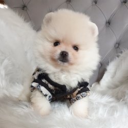 Satılık Pomeranian Boo Teddy Bear Yavrular 4
