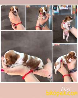 19 Haziran Doğumlu  Cavalier King Charles Bebeklerimiz 2