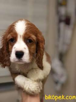 19 Haziran Doğumlu  Cavalier King Charles Bebeklerimiz 3