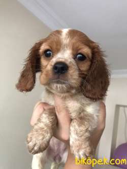 19 Haziran Doğumlu  Cavalier King Charles Bebeklerimiz 1