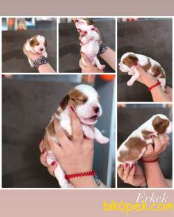 19 Haziran Doğumlu  Cavalier King Charles Bebeklerimiz 4