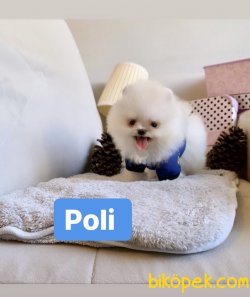 Pomerınıan Boo Safkan Yavrular 3