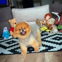 Scr/fcı Sertifikalı Pomeranian Boo Yetişkinlerimizden 2