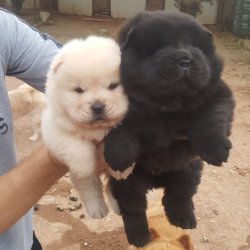BEYAZ CHOWCHOW YAVRULARI 3