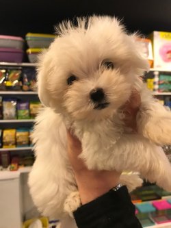Maltese Terrier Yavru 2 Aylık 1