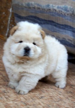 Satılık Chow Chow Yavruları 3