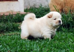 Pofuduk Chow Chow Yavruları 3