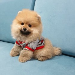Satılık Pomeranian Boo Yavrularımız 2