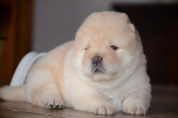 Satılık Chow Chow Yavruları 2