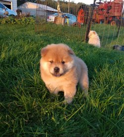Kızıl Chow Chow Yavruları 2