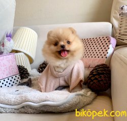 POMERANİAN BOO YAVRULAR 1