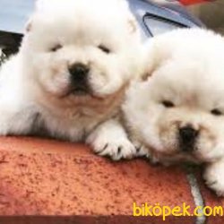 RUHSATLI KÖPEK ÇİFTLİĞİNDEN CHOWCHOW YAVRULARI 2