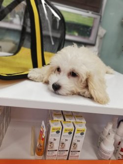 Sevi̇mli̇ Malti̇poo Erkek Yavrumuz 1