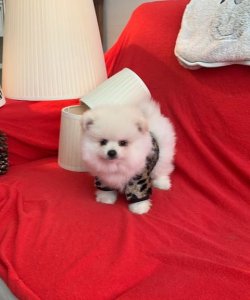 Orji̇nal Pomerani̇an Boo Yavrularımız 3