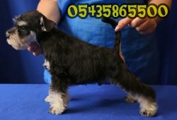 Minyatür Schnauzer Yavruları 2