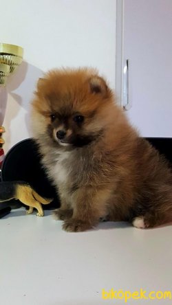 Pomeranıan Boo Yavruları 5