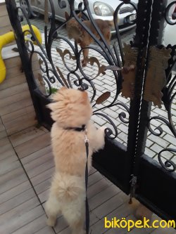 5 Aylik Dişi Chow Chow 3