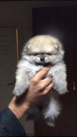 Pomerani̇an Boo 3