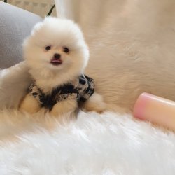 Orjinal Pomeranian Boo Yavrularımız 3