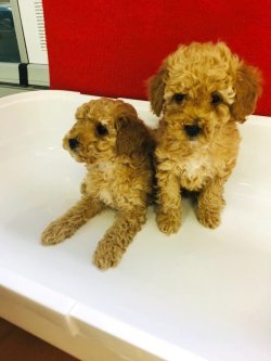 RED TOY POODLE SEVİMLİ ERKEK YAVRULARIMIZ 2