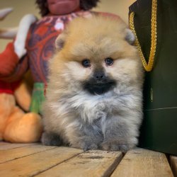 MiniBoy Yavrularımız Için İletişime Geçiniz 1