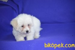 Maltese Terrier Yavruları 2