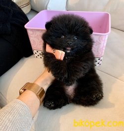 Boo Pomeranian Yavrular 2