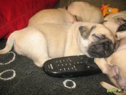 Satılık Yavru Pug Mops 1