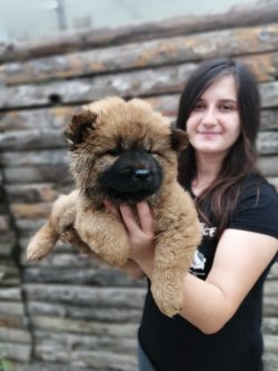 Çin Aslanı Chow Chow Yavruları 2