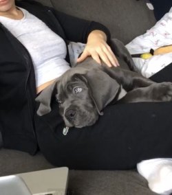 BLUE CANE CORSO YAVRULARIMIZ 4