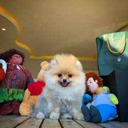 Güncel TeddyBear Yavrularımız Için İletişime Geçiniz 2