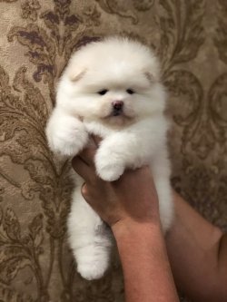 TEDDY BEAR AYI SURAT POMERANİAN BOO DOG YAVRU VE YETİŞKİNLER 2