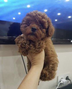 Minyatur Poodle Yavrularimiz Irk Ve Saglik Garantili 1