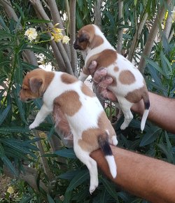 Jack Russell  Yavrularımız Sizlere Özel 3