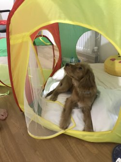 Ares Yeni Ailesini Arıyor 3