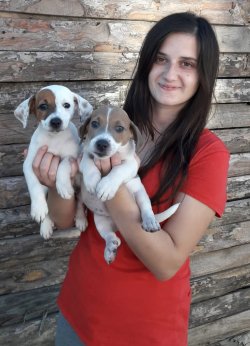 Muhteşem Jack Russel Yavrularımız 1