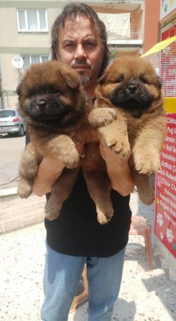 CHOW CHOW YAVRULARI 5