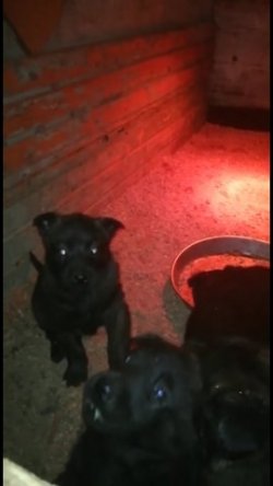 HOLLANDA ÇOBAN KÖPEĞİ (DUTCH) 2