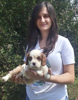 Minik Cavalier King Charles Yavrularımız 3
