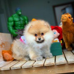 MiniBoy PomeranianBoo Kızımız 3