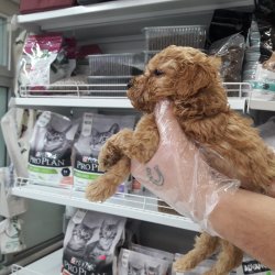 TOY POODLE RED BROWN 2 AYLIK ERKEK SEVİMLİ YAVRULAR 2