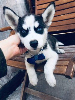 Sibirya Kurdu / Husky Yavrularımız 5