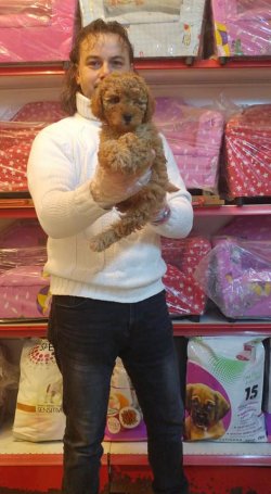 POODLE -TOY 2