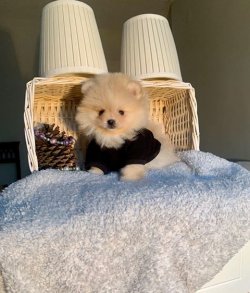 SAFKAN VE SAĞLIKLI POMERANİAN  BOO YAVRULARIMIZ 3