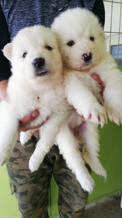 Samoyed Yavrularımız Irk Garantilidir 5