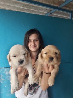 Sevimli Golden Retriever Yavrularımız 1