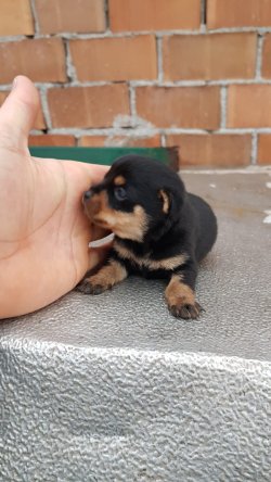 Minyatür Pinscher Yavrularımız 2