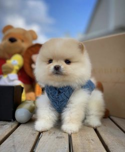 Yarışma Düzeyi PomeranianBoo Yavrularımız 2