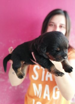 Üst Kalite Rottweiler Yavrularımız 5