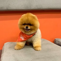 Teddy Face Pomeranian Boo Yavrularımız 4